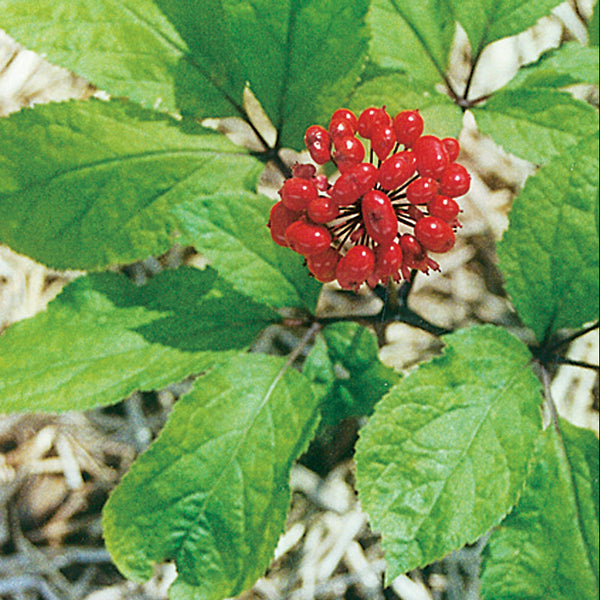 Asian GInseng