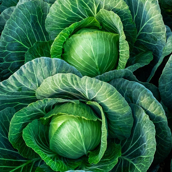Green Cabbage