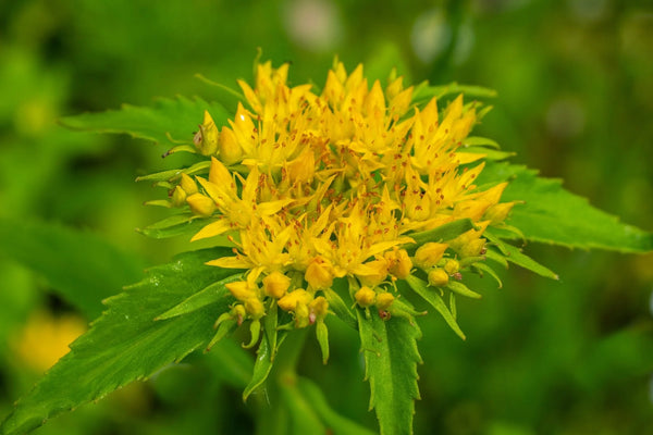 Rhodiola