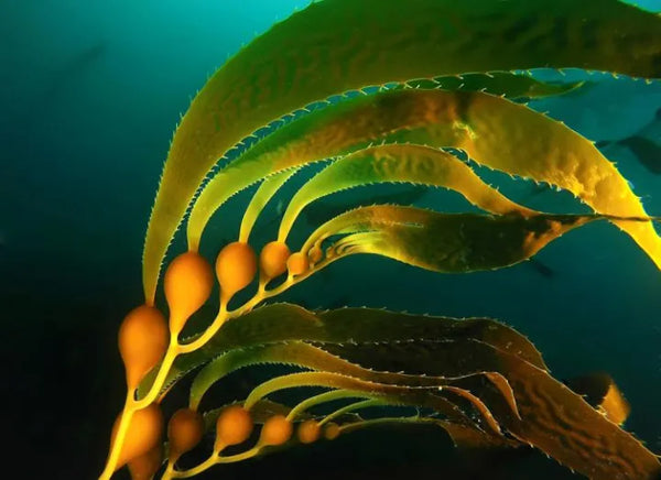 Icelandic Kelp